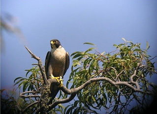 adult_female-1-800-600-80.jpg