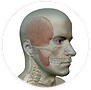 TMJ Logo on white circle (2).png