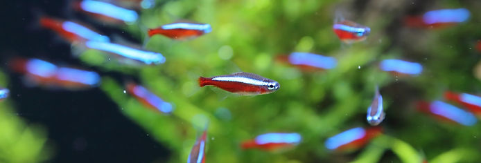Little Fish