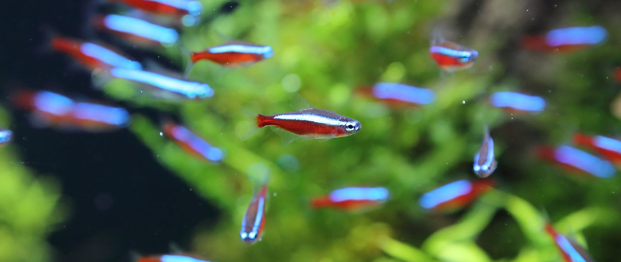 Little Fish