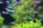 Cardinal Tetra (Paracheirodon axelrodi)