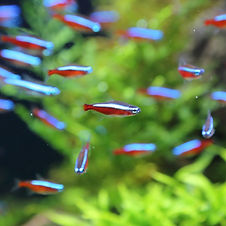 Little Fish