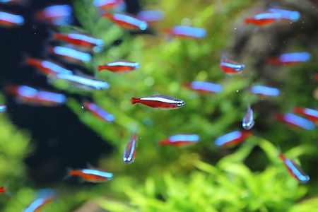 Tropical Fish Group