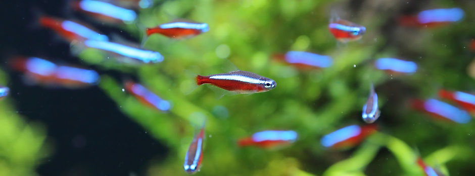 Cardinal Tetra (Paracheirodon axelrodi)