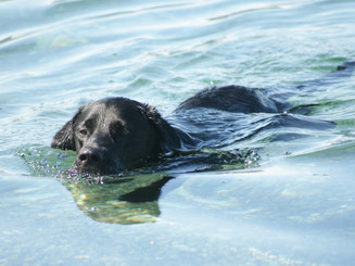 Hund schwimmt