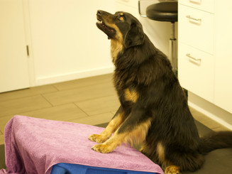 Bewegungstherapie Hund