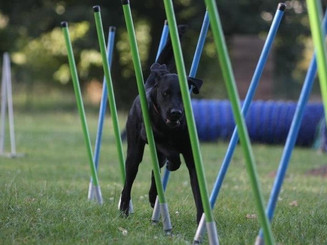 Agility Slalom Hund