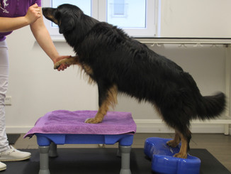 Gewichtsverlagerung Hund