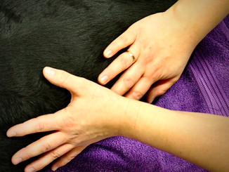 Massage Hund