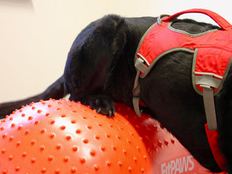Physiotherapie Hund