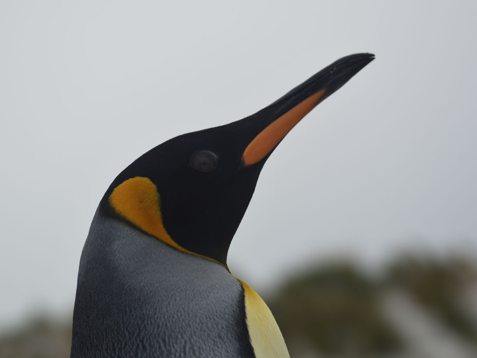 Fauna Photography