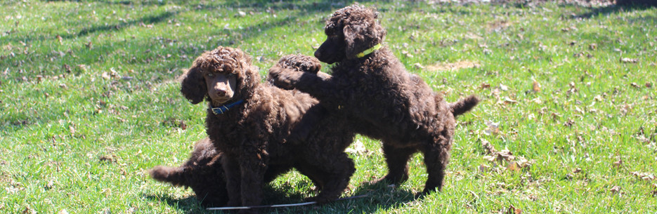Dogs for Sale
