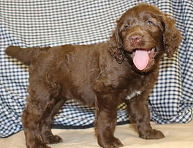 laradoodle puppies in michigan