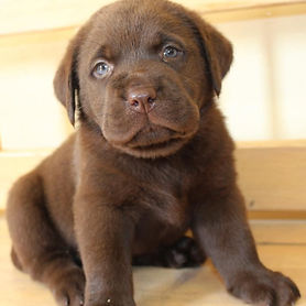 choclate lab puppy
