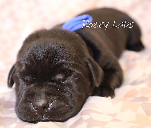 akc black english labrador puppies for sale in michigan