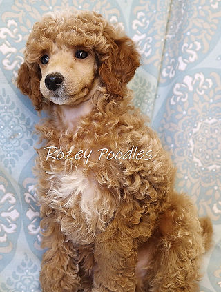 Toy Poodles Available | Michigan Poodles