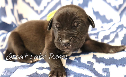 Great Lake Danes