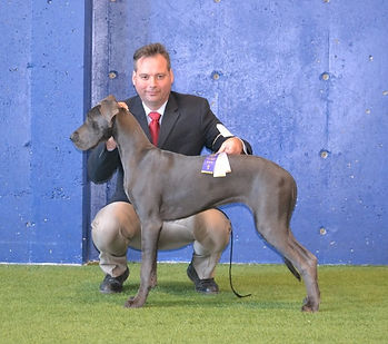 Great Lake Danes in the show ring