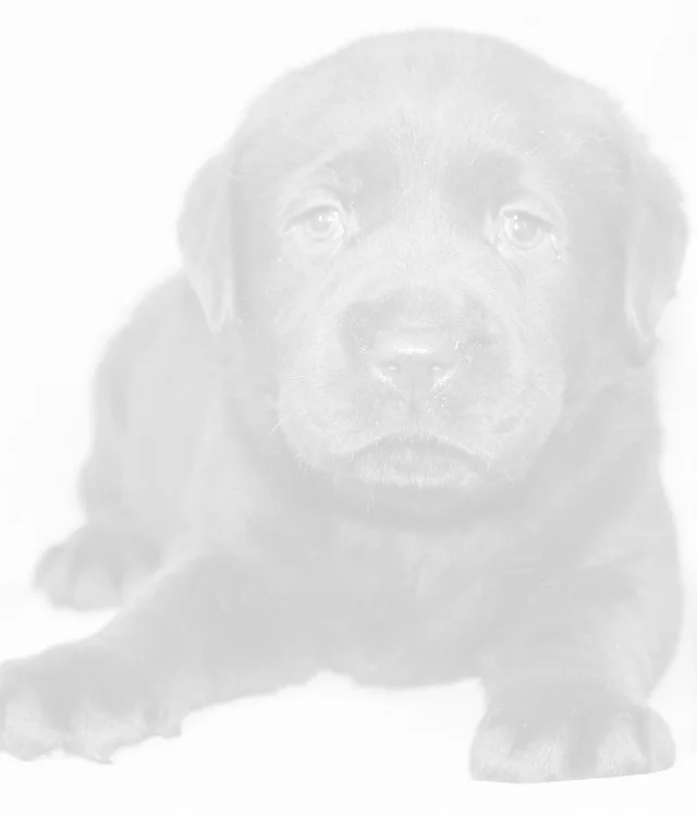 Chocolate Lab Pups For Sale Rozey Labrador Retrievers