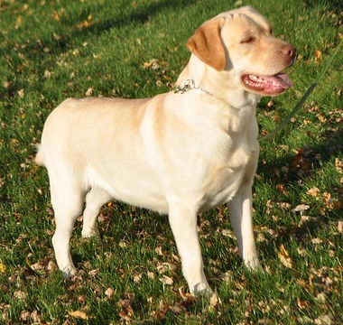 Yellow English Labrador Retriever in the Fall