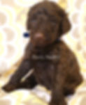 IMG_0462_1 - Copy_edited.jpg