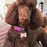 Mocha the Poodle