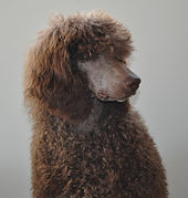 Brown Poodle