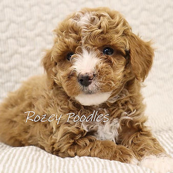 TOY POODLE PUPPIES | Rozey K9 Farm | Michigan