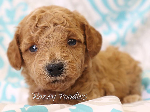 red toy poodle breeder