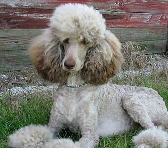 Adult Poodle