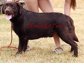 Rozey K9 Farm review