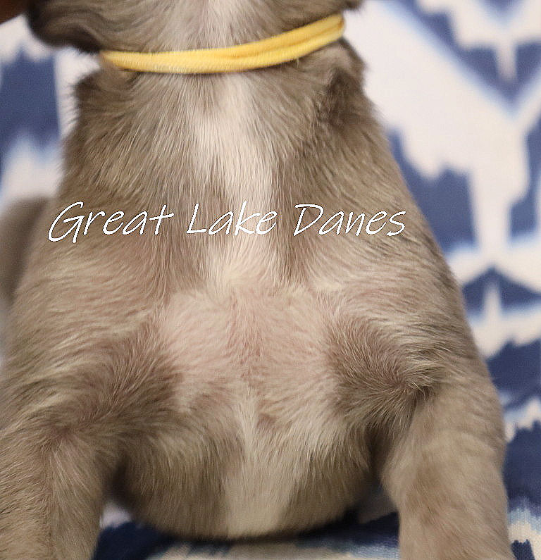 great lake danes