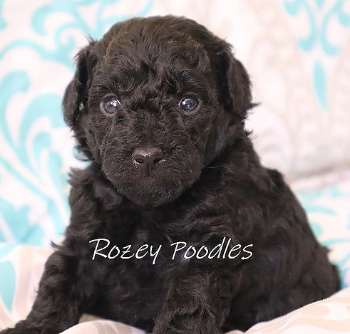 black toy poodle.jpg
