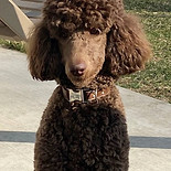 Freyr the Poodle