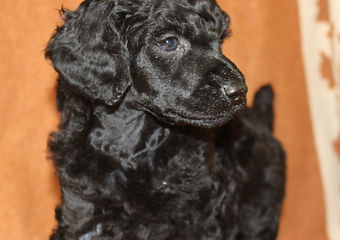 Black Poodle Puppy