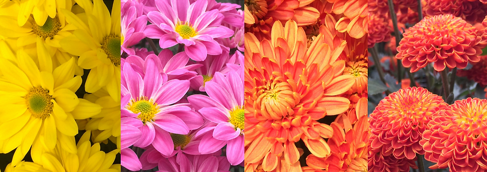 Captura de pantalla 2024-09-12 a la(s) 1.11.40 p. m..png