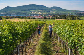 fotografie Pálavy, profesionální fotografie pro vinaře