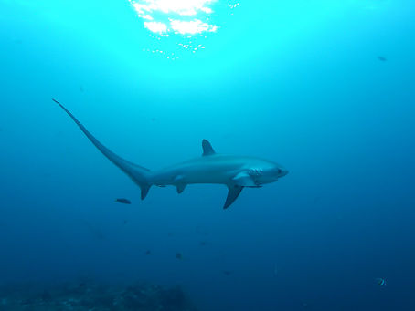 Thresher shark with distinctive long tail swimming underwater at Malapascua Island Philippines