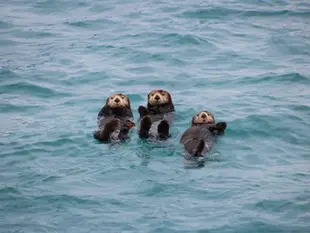 What to Expect on an Alaskan Cruise