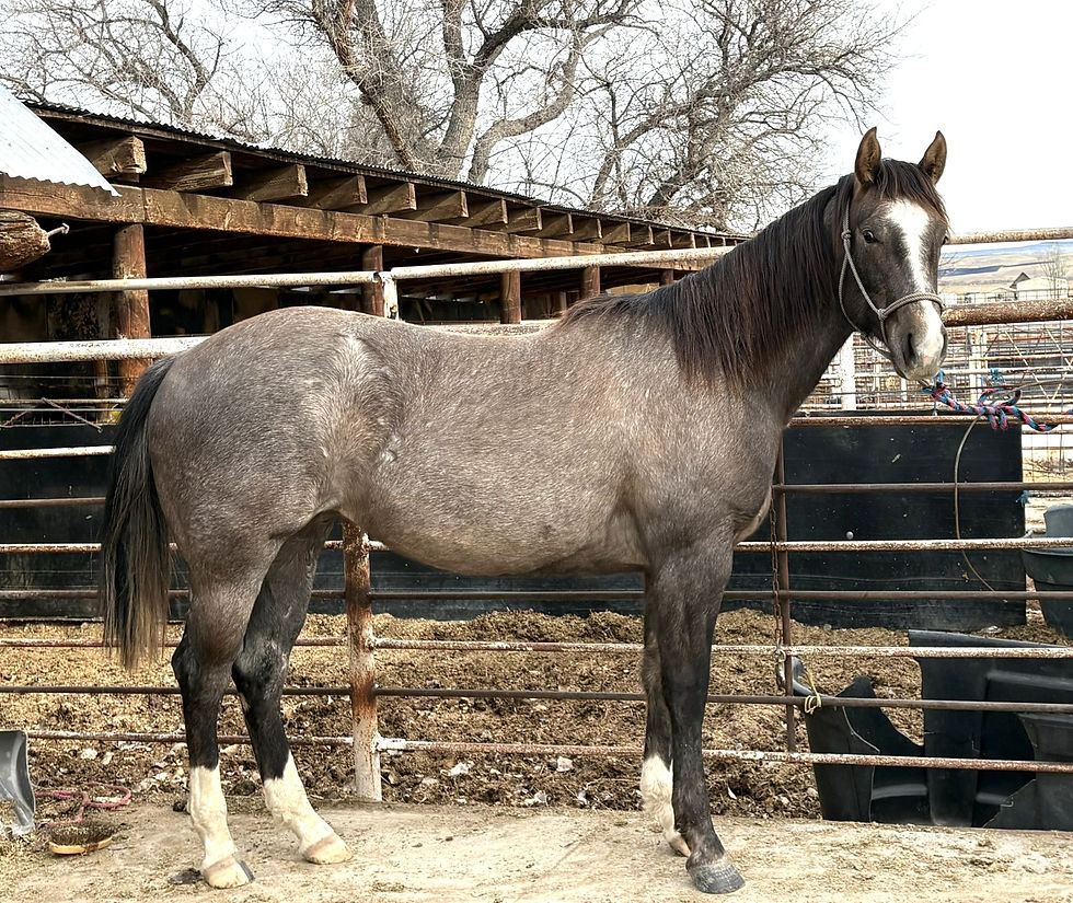 Hip #9 - BAR G KATALINA