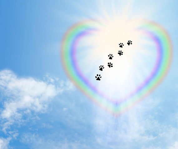 Rainbow Heart with Paw Prints.jpg