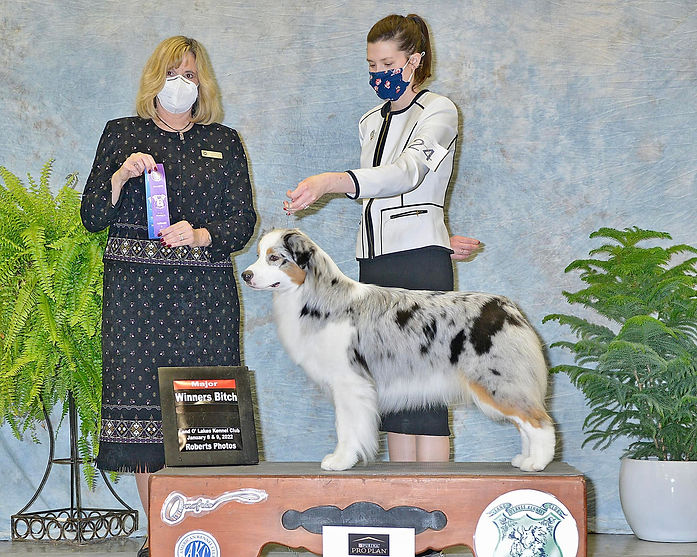 Blue Merle Aussie