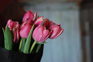 Tulipaner.jpg