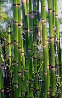 Horsetail Reed.jpg