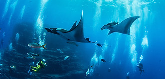Manta Ray