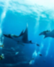 Manta Ray