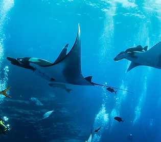 Manta raya