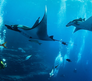 Manta raya