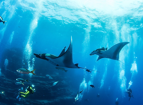Oliver Scuba Diving leading a group of DiveMasters with manta rays swimming past us.