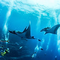 Underwater Manta Rays